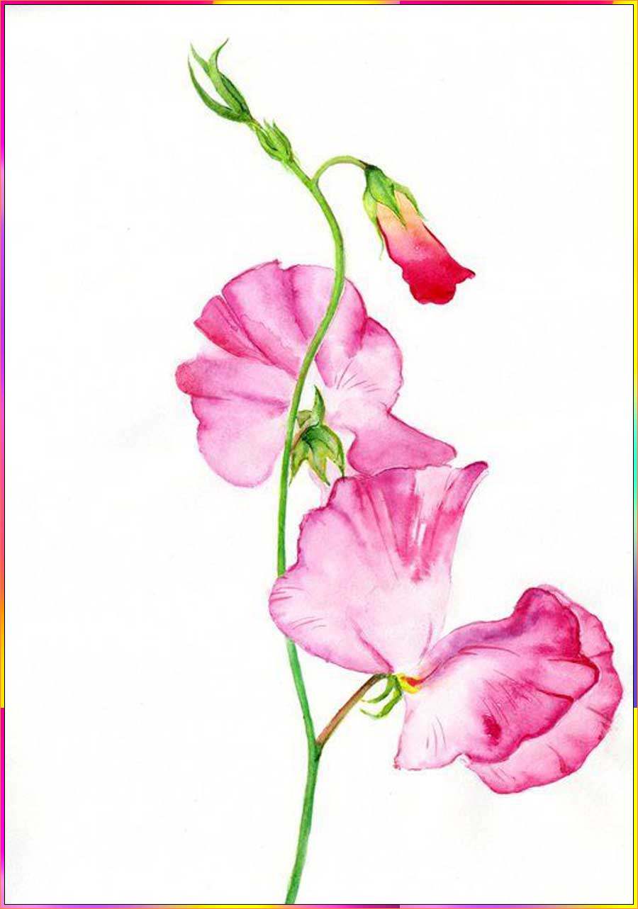 sweet pea flowers drawing