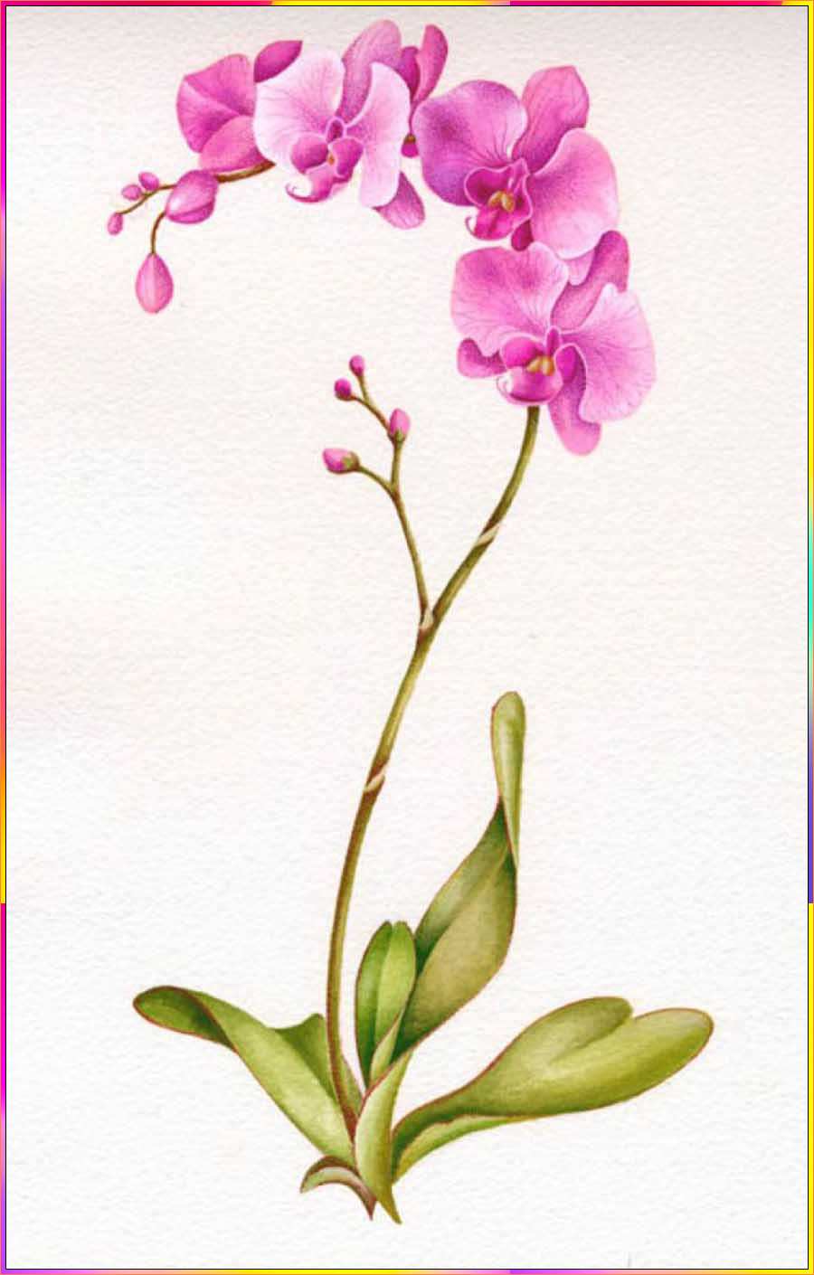 sweet pea flower drawings