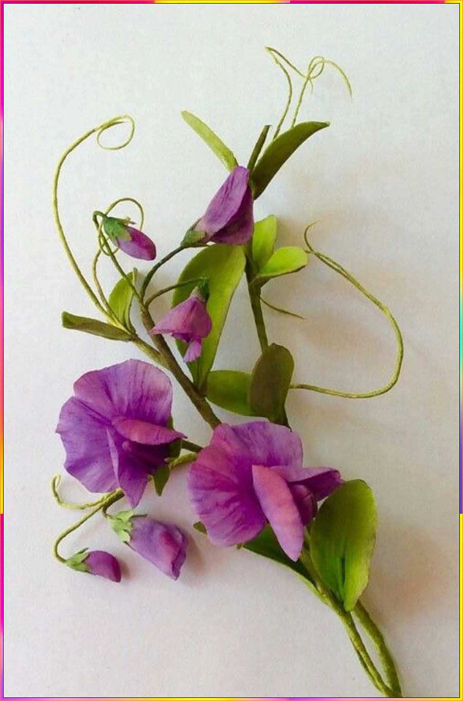 sweet pea drawing images