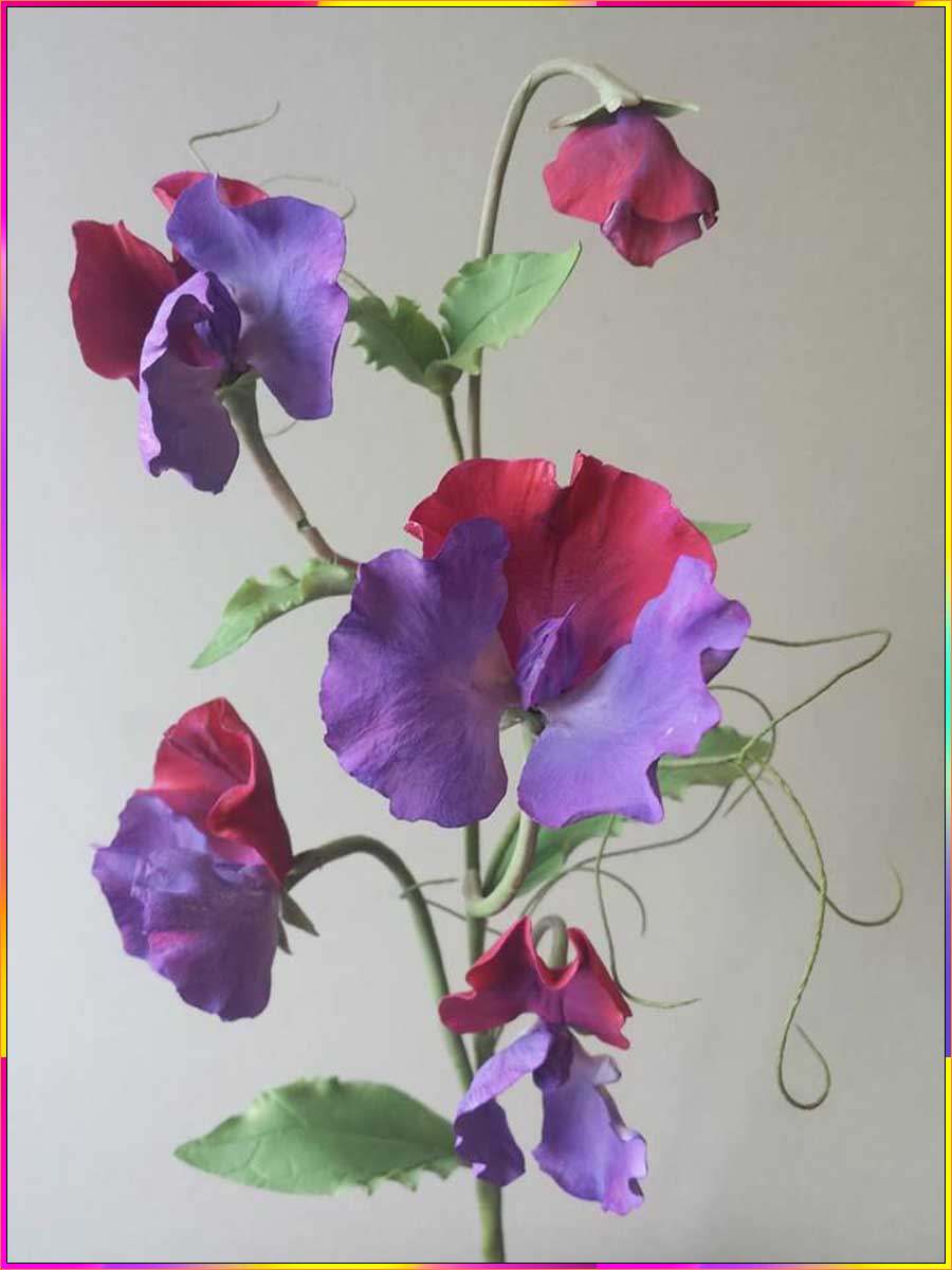 sweet pea plant drawing
