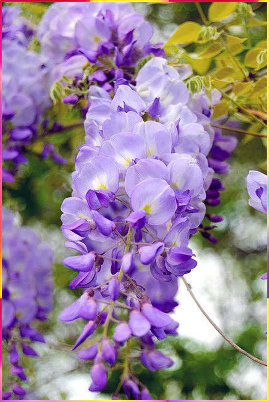 easy wisteria flower drawing