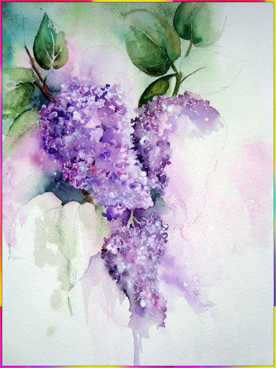 wisteria drawing