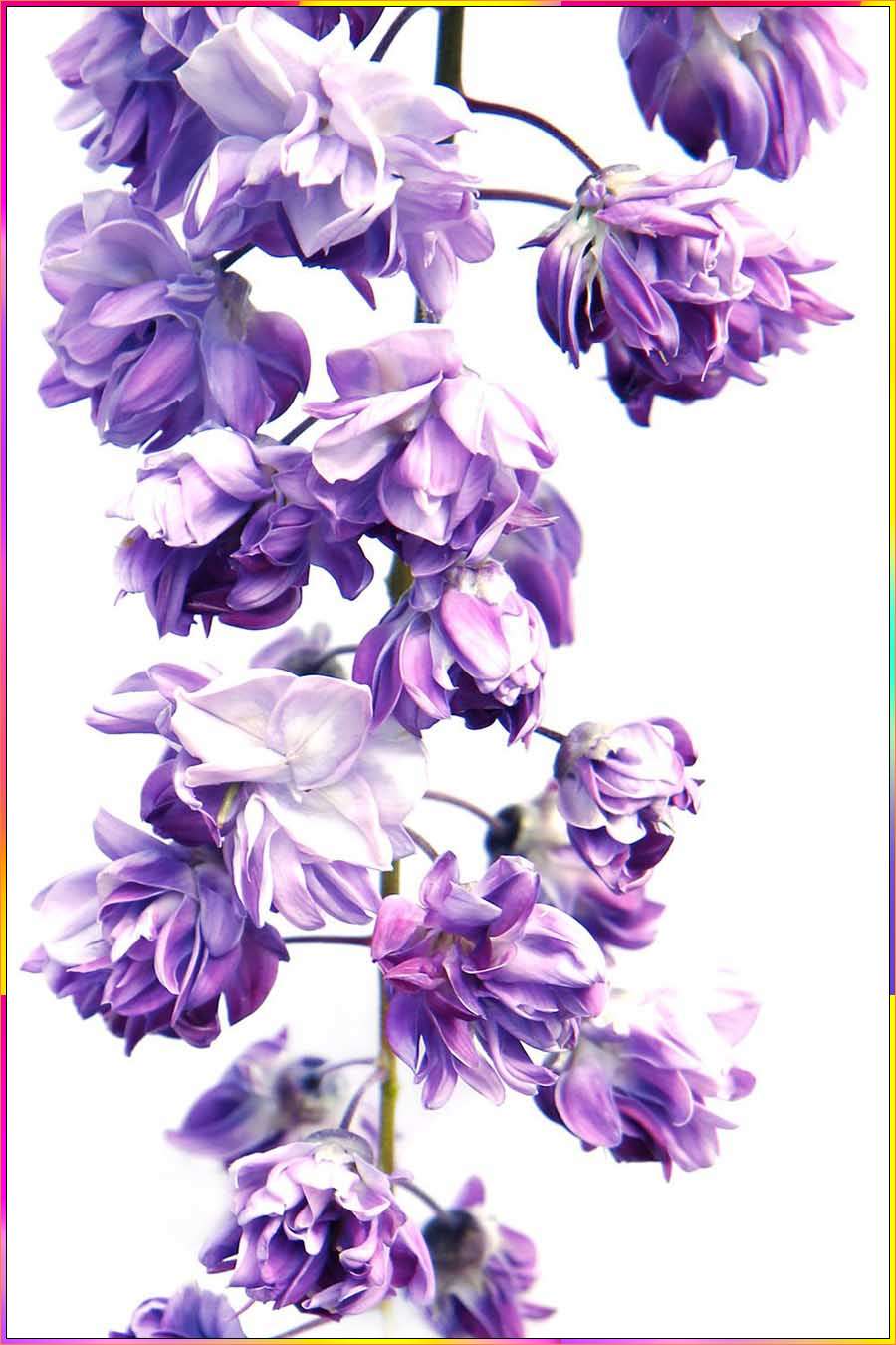 wisteria flower drawings