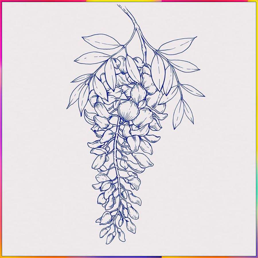 simple wisteria drawing