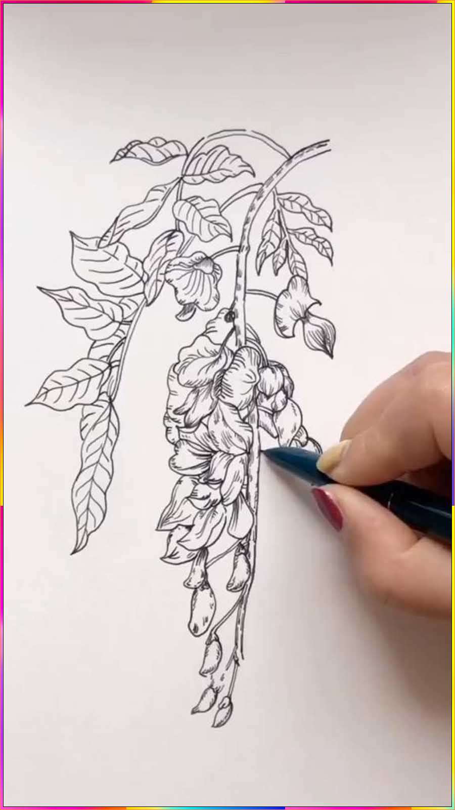 drawing wisteria