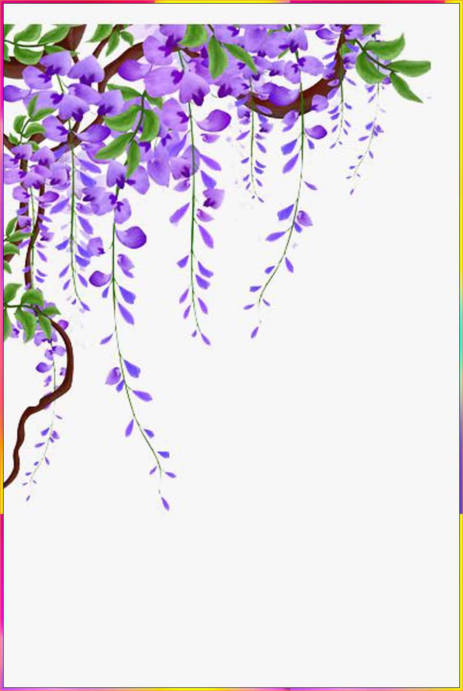 wisteria flower line drawing