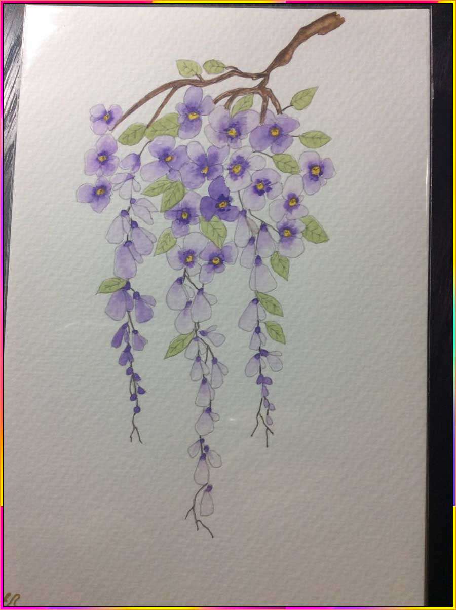 drawings of wisteria