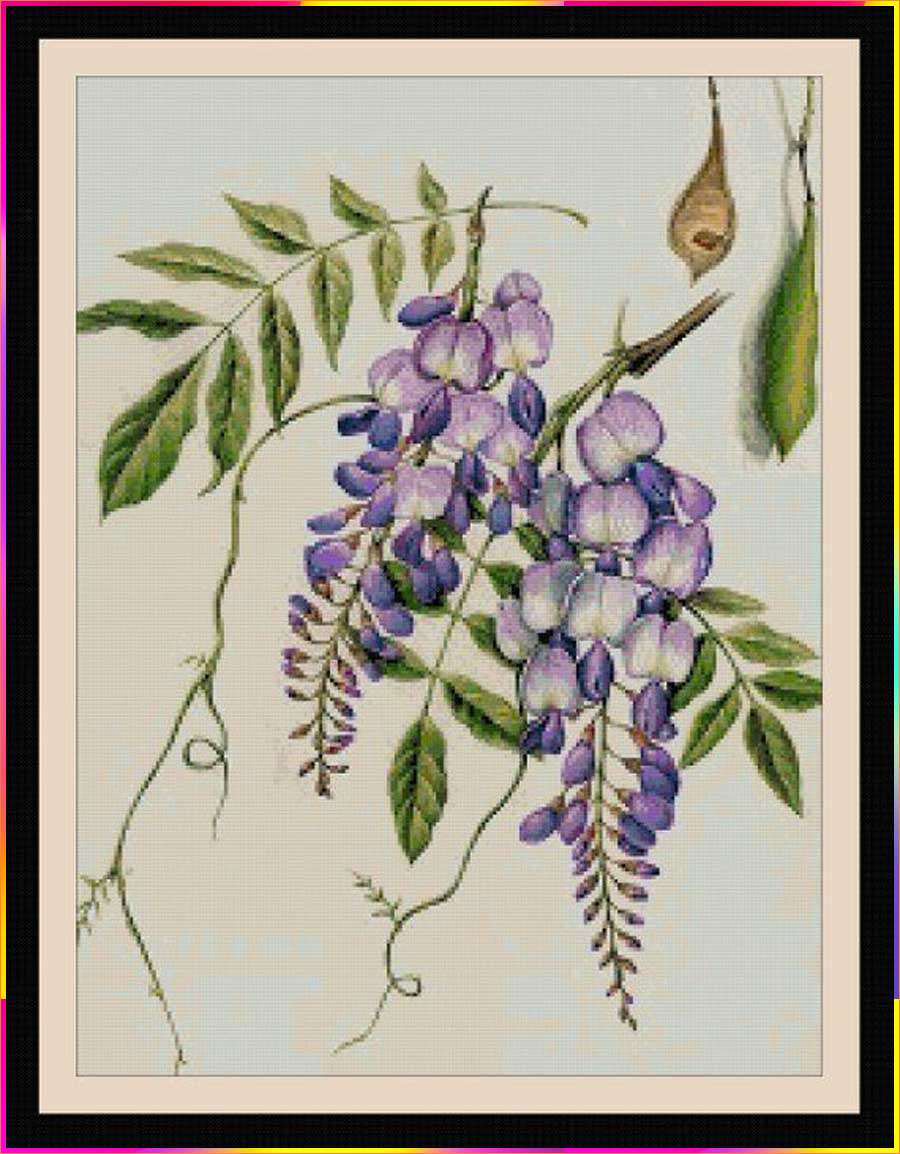 draw wisteria