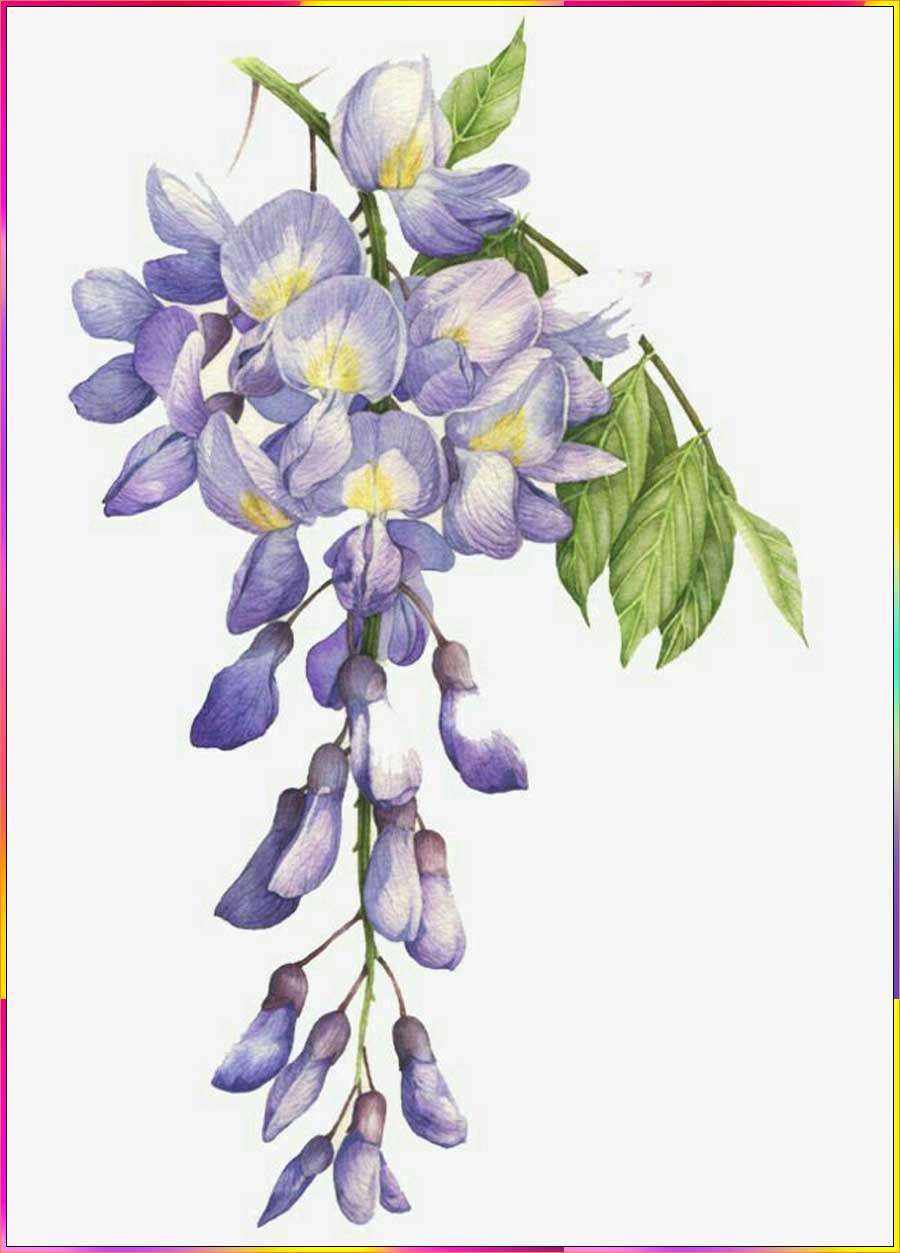 drawings of wisteria flowers