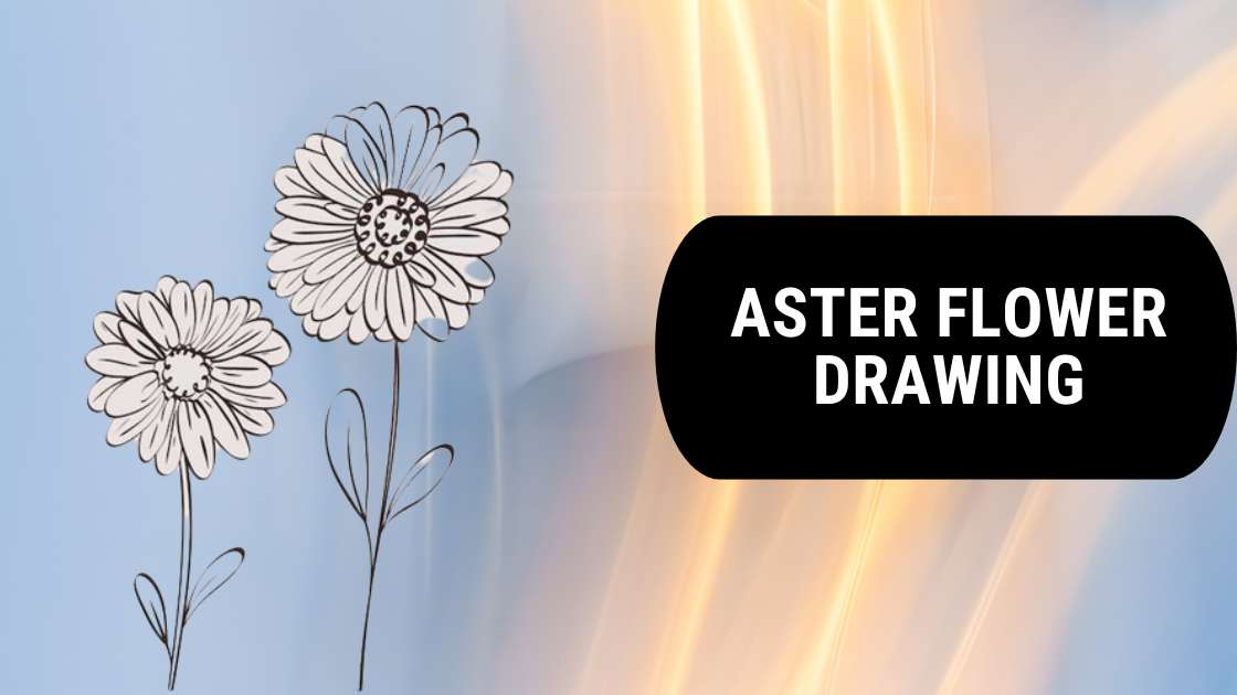 Aster Flower Drawing